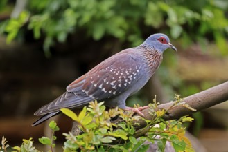 Guinea Pigeon (Columba guinea), Streak-necked Pigeon, adult, on tree, Cape Town, South Africa