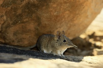 Short-eared elephant shrew (Macroscelides probosideus), adult, foraging, Mountain Zebra National