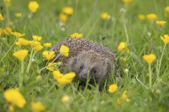 European hedgehog (Erinaceus europaeus) adult animal in a spring time meadow with flowering