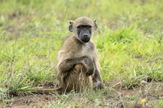 Bear baboon, Chakma baboon (Papio ursinus), adult, on ground, sitting, alert, Kruger, Kruger