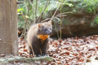 European pine marten (Martes martes) in a forest in autumn, Bavaria, Germany