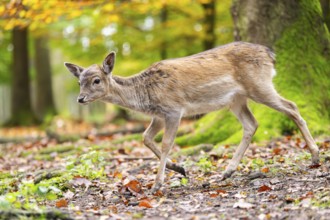 European fallow deer (dama dama) fawn walking in a forest on a foggy day in autumn, Bavaria,