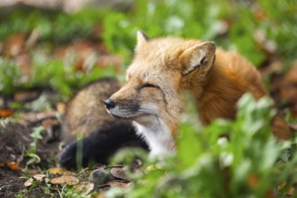 Red fox (Vulpes vulpes) lying in a forest in autumn, Bavaria, Germany