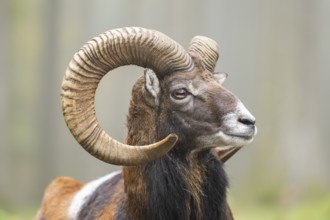 European mouflon (Ovis aries musimon) ram (male) lying in a forest in autumn, portrait, Bavaria,