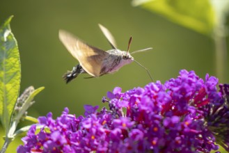 Dove tail (Macroglossum stellatarum) hovering over purple flowers of the summer lilac (Buddleja
