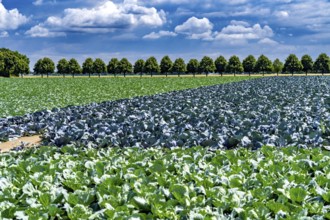 Agriculture, fields, cabbage cultivation, red cabbage and white cabbage, near Kempen on the Lower