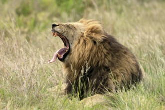 Lion (Panthera leo), male, portrait, yawning, Kruger, Kruger National Park, South Africa