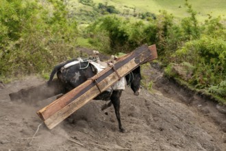 Draft mule, Mule carrying planks down a mountain, Imbabura province, Ecuador, South America
