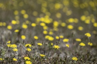 Hawkweed (Hieracium), Emsland, Lower Saxony, Germany