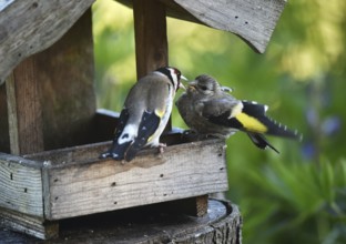 Goldfinch, goldfinch, (Carduelis carduelis) feeds its chick, offspring at the birdhouse