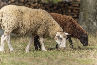 Een wit schaap staat rustig in een veld, terwijl een bruin schaap onder het witte schaap in het