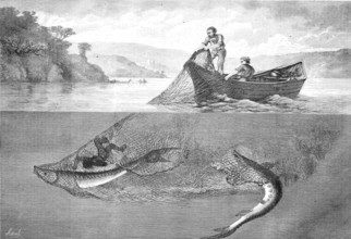 Fisherman catching sturgeon, Acipenser oxyrinchus, with a net, Historical, Reproduction from a
