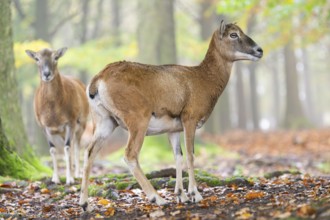European mouflon (Ovis aries musimon) sheep (female) standing in a forest in autumn, Bavaria,