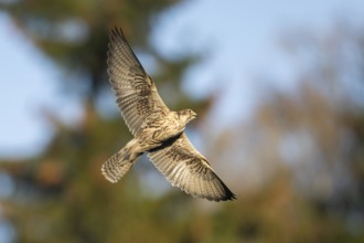 Peregrine falcon (Falco peregrinus) flying, autumn, Bavaria, Germany
