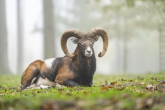 European mouflon (Ovis aries musimon) ram (male) lying in a forest in autumn, Bavaria, Germany