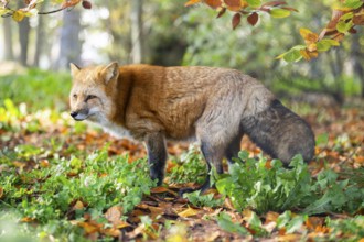 Red fox (Vulpes vulpes) standing in a forest in autumn, Bavaria, Germany