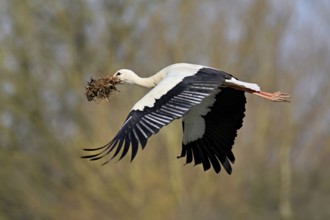 White stork (Ciconia ciconia), with nesting material in its beak in flight, Canton Aargau,
