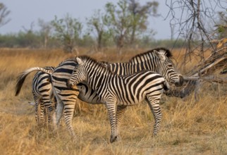 Steppe zebra (Equus quagga), mother and young, Okavango Delta, Moremi Game Reserve, Botswana