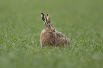 European brown hare (Lepus europaeus) adult animal feeding in a farmland cereal field in
