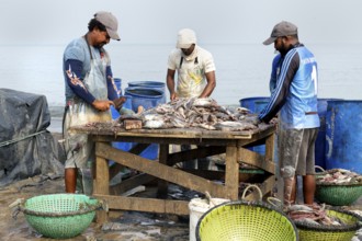Fishermen cleaning and preparing fish for the market, Negombo, Sri Lanka