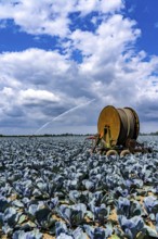 Agriculture, artificial irrigation of a field, irrigation system, cabbage cultivation, red cabbage,