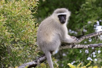 Vervet Monkey (Chlorocebus pygerythrus), adult, sitting, tree trunk, Kruger, Kruger National Park,