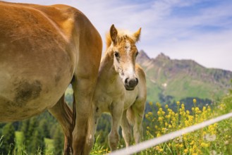 Horse and foal on a green meadow with blooming flowers and mountain scenery, hike to the Schlehrn,