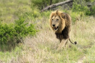 Lion (Panthera leo), male, running, Kruger, Kruger National Park, South Africa