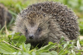 European hedgehog (Erinaceus europaeus) adult animal in an urban garden, England, United Kingdom