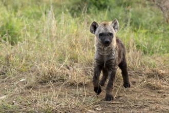 Spotted hyena (Crocuta crocuta), spotted hyena, young animal, alert, curious, Kruger, Kruger