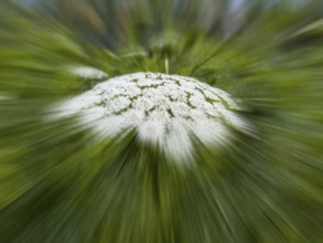 Bishop's weed, small cartilaginous carrot, toothpick cartilaginous carrot, toothpick herb,