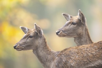 European fallow deer (dama dama) doe standing in a forest on a foggy day in autumn, portrait,