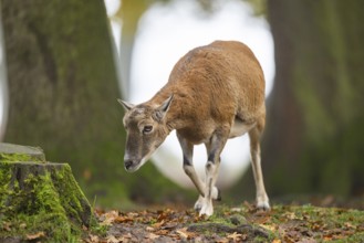 European mouflon (Ovis aries musimon) sheep (female) walking in a forest in autumn, Bavaria,