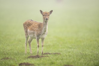 European fallow deer (dama dama) doe standing on a meadow on a foggy day in autumn, Bavaria,
