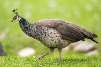 Indian peafowl (Pavo cristatus) walking on a meadow, Bavaria, Germany