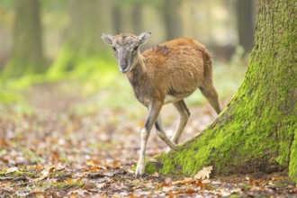 European mouflon (Ovis aries musimon) sheep (female) walking in a forest in autumn, Bavaria,