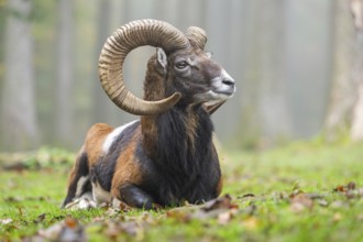 European mouflon (Ovis aries musimon) ram (male) lying in a forest in autumn, Bavaria, Germany