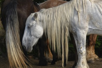 A white pair with long, golden manes are found between a large group of thick and brown pairs. Het