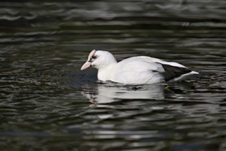 Eurasian Coot (Fulica atra), leucistic, partly albino, swimming, Lake Zug, Switzerland