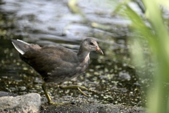 Green-footed moorhen (Gallinula chloropus), female, Lower Rhine, North Rhine-Westphalia, Germany