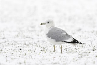 Mew Gull (Larus canus) in winter inland, sitting, resting on snow-covered farmland, white bird on
