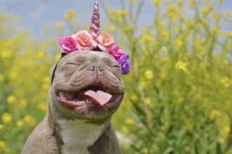 Funny French Bulldog dog with closed eyes and pink unicorn headband and tongue sticking out in