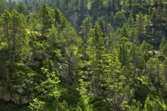 Old Swiss stone pines on the Susten Pass, Canton of Bern, Switzerland