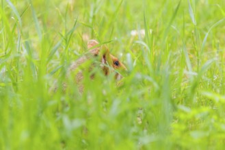 A European hamster (Cricetus cricetus) collects herbs, grass and daisies in a fresh green meadow