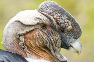 Andean condor (Vultur gryphus), Condor male perched on a rock, Portrait, Close-up, Cotopaxi