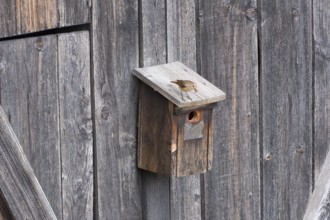 A redstart (Phoenicurus phoenicurus) female stands on a birdhouse and has insects in her beak,