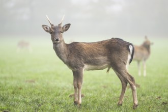 European fallow deer (dama dama) buck standing on a meadow on a foggy day in autumn, Bavaria,
