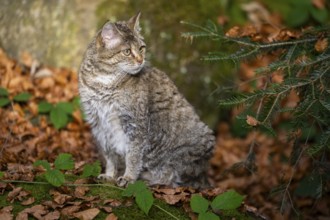 European wildcat (Felis silvestris silvestris) sitting in a forest in autumn, Bavaria, Germany