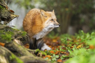Red fox (Vulpes vulpes) staning in a forest in autumn, Bavaria, Germany