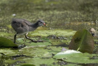 Green-footed moorhen (Gallinula chloropus), chick running over water plants, Lower Rhine, North